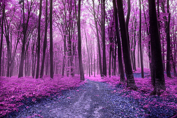 Fairy Tale Colors Of Magical Forest Stock Photo - Download Image Now - Purple, Tree, Autumn - iStock